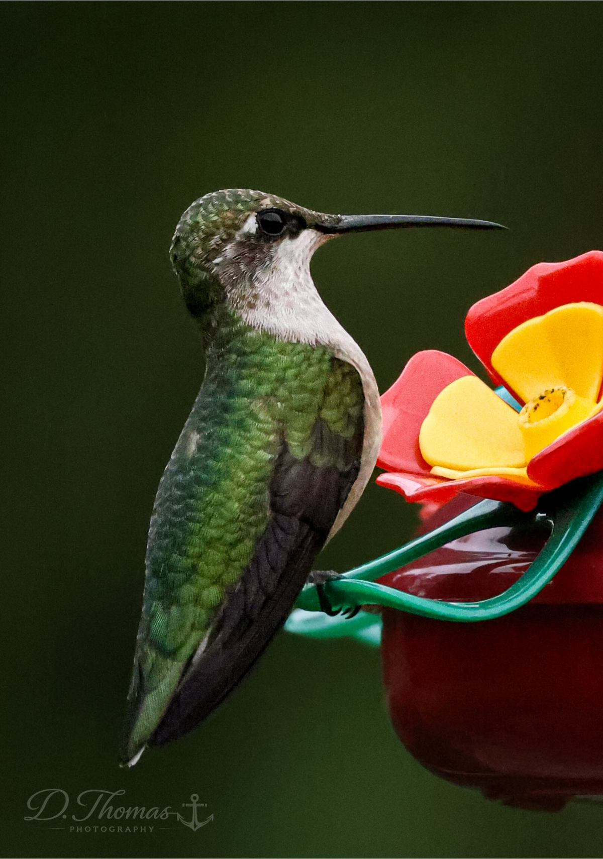 Hummingbird beside red flower — D. Thomas Photography