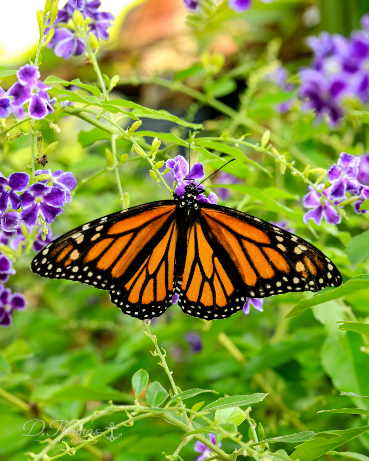 Monarch butterfly among purple flowers — D. Thomas Photography