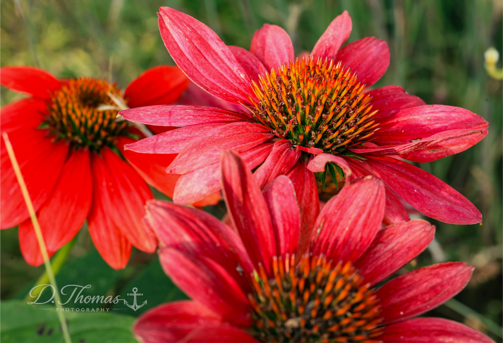 Red Coneflower Radiance
