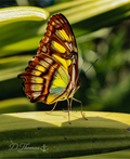 Golden Leaf Landing