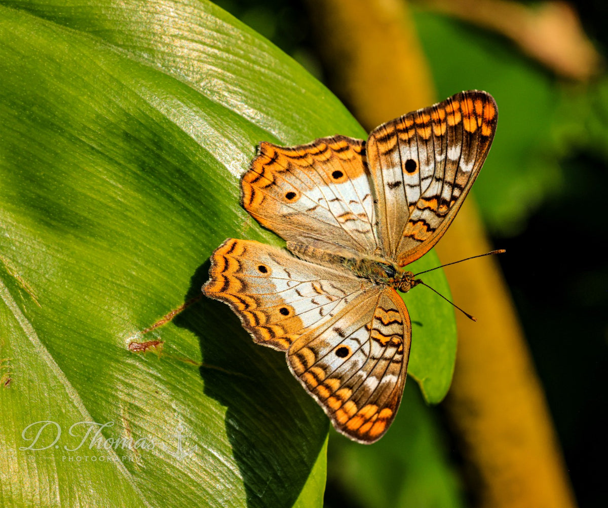 Painted Wings
