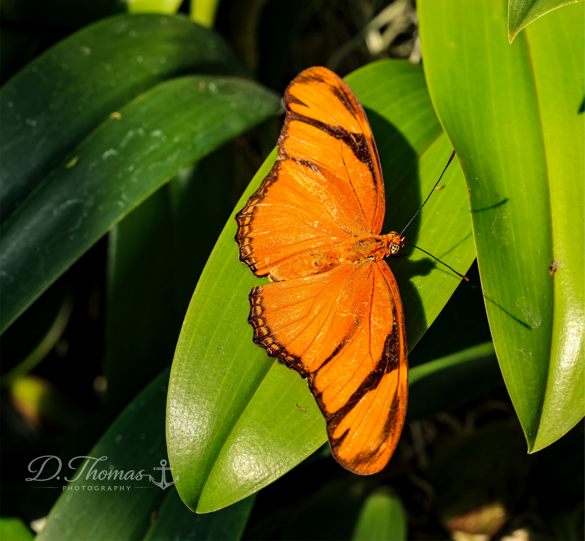 Amber Wings
