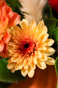 Golden Petal Glow
