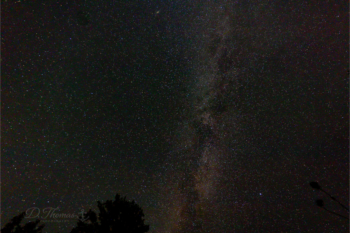 Milky Way over silhouetted trees — D. Thomas Photography