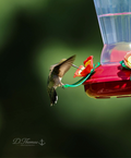 Hummingbird feeding with wings raised
