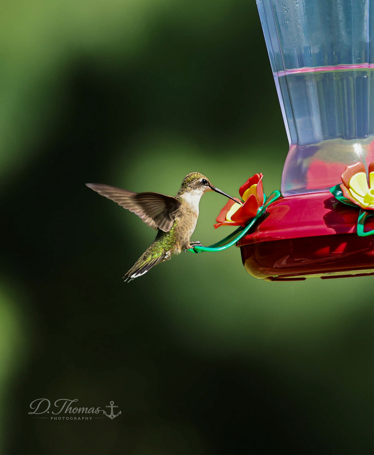 Hummingbird with wings extended — D. Thomas Photography