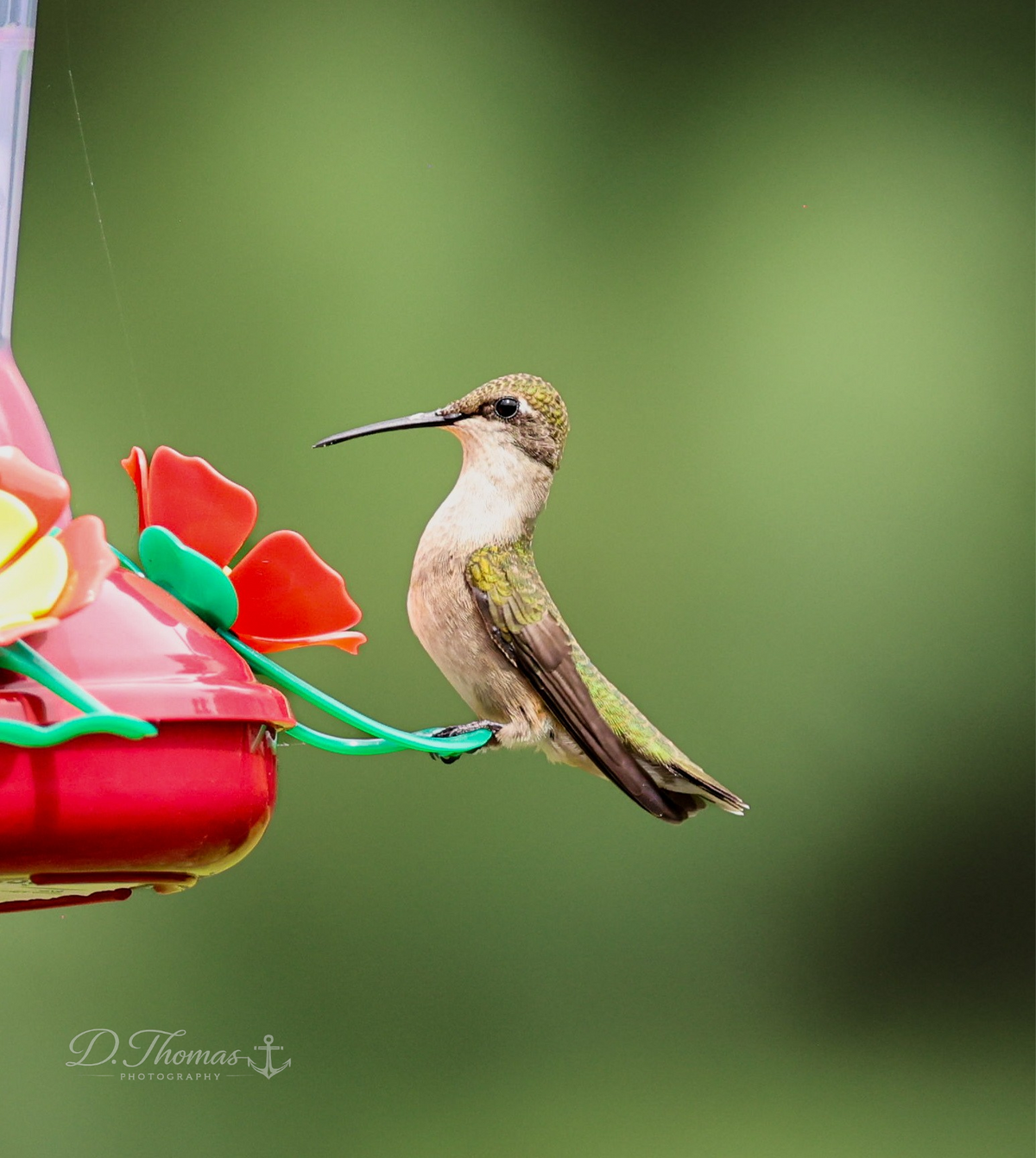 Hummingbird perched on a colorful feeder