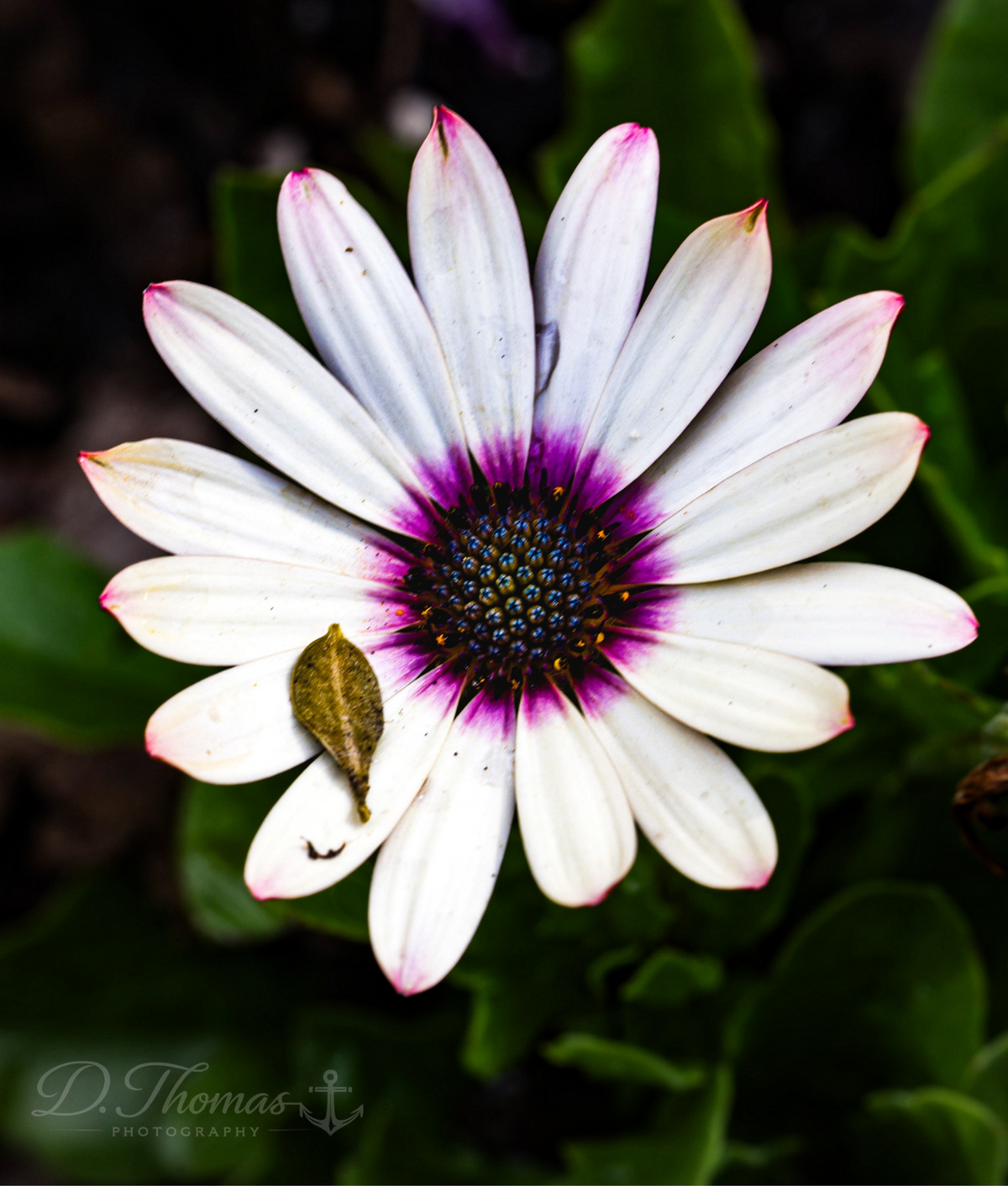 A Touch of Elegance — D. Thomas Photography