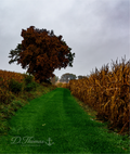 Green grassy path between golden autumn cornfields beneath a broad tree