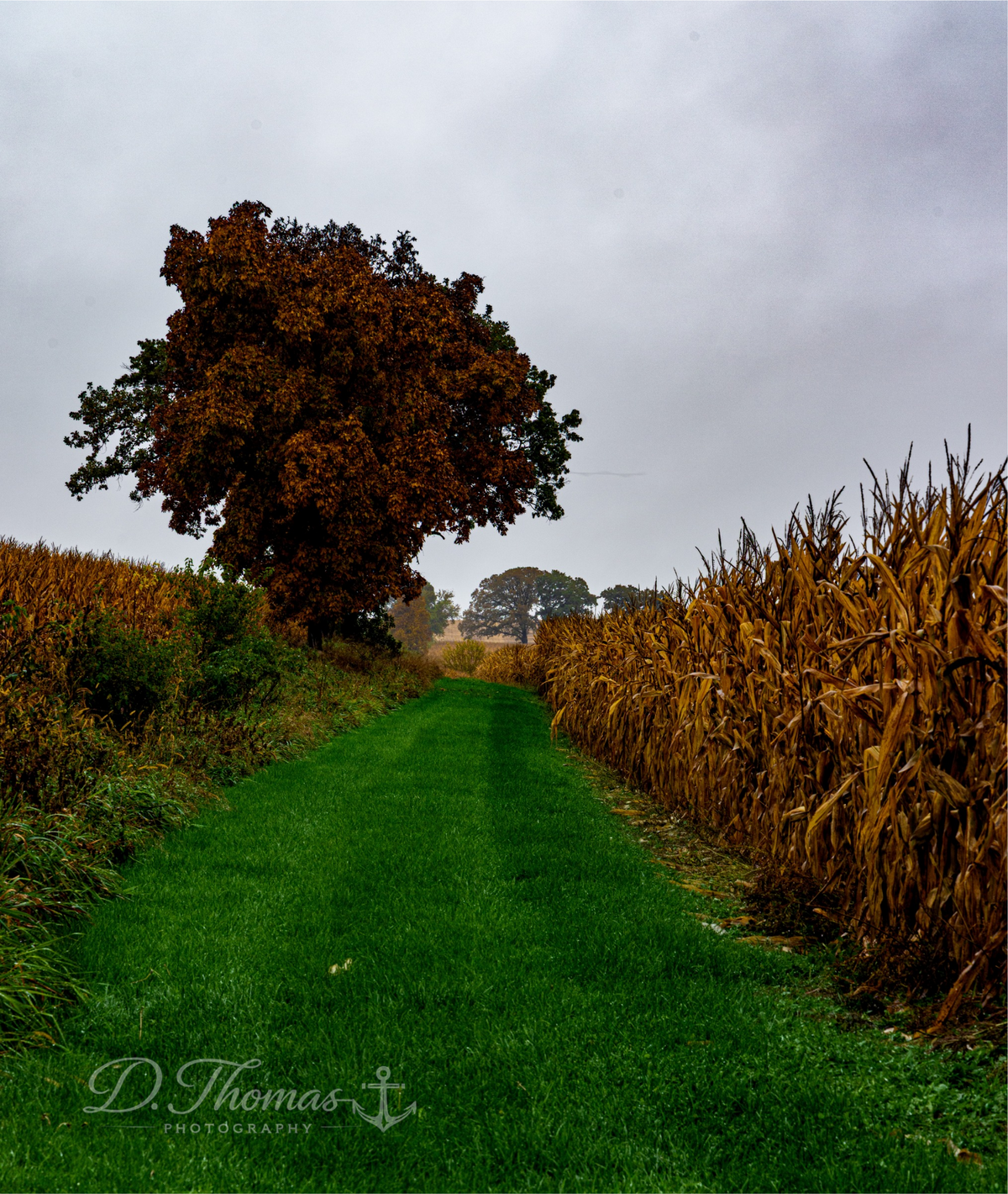 Path through autumn cornfields — D. Thomas Photography