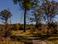 A winding woodland path framed by fall foliage and tall trees