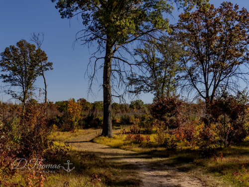 A winding woodland path framed by fall foliage and tall trees