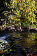 A close view of flowing creek water reflecting colorful autumn foliage
