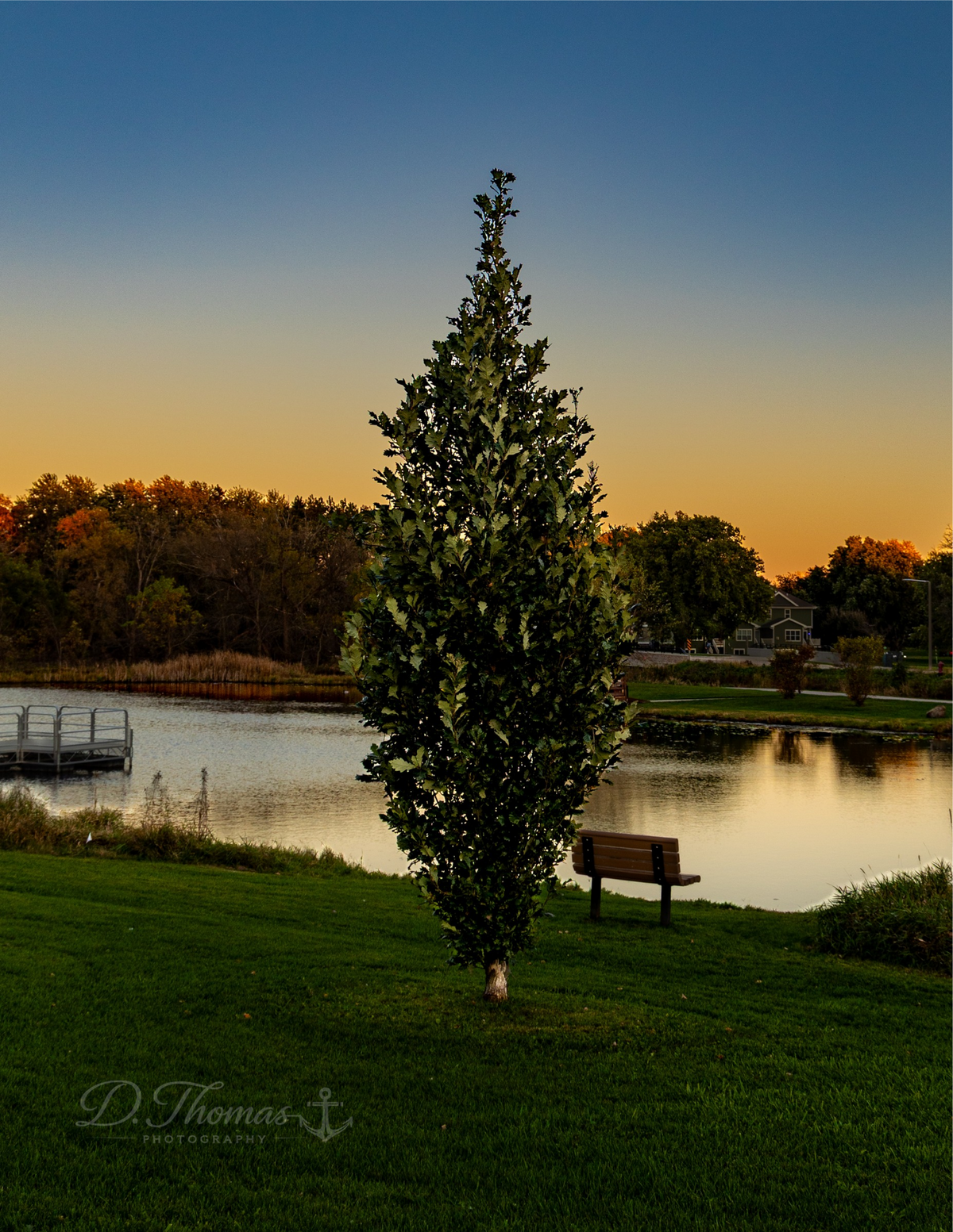 Tall tree beside a peaceful lake at golden hour, with an autumn sunset