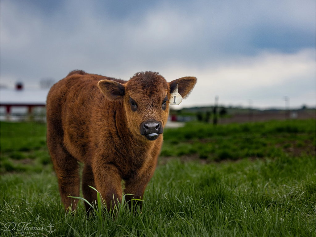 Little Farmstead — D. Thomas Photography