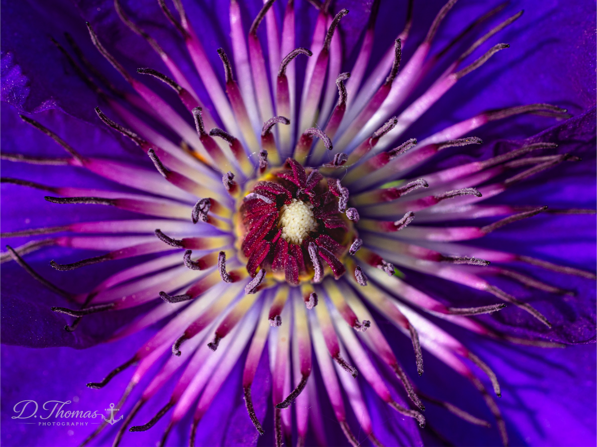 Purple Passion — D. Thomas Photography