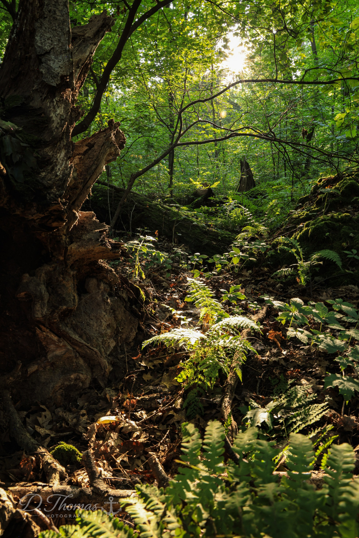 Whispers of the Woodland — D. Thomas Photography